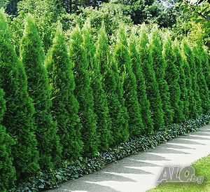 Западна туя Смарагд (Thuja occidentalis Smaragd)
