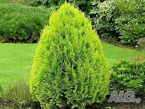 Mини Туя Ауреа Нана / Thuja Aurea Nana