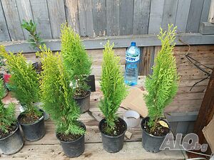 image_6