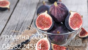 Смокиня - Разсад Студоустойчива Налични 4 вида