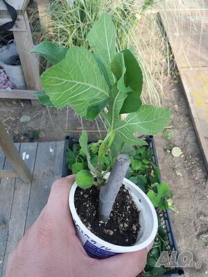 image_7