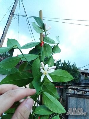 image_6