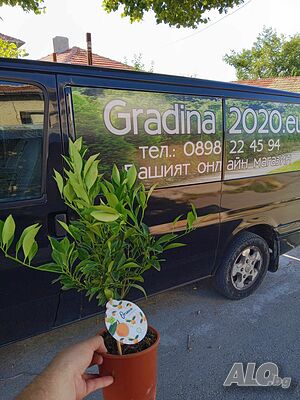 image_8
