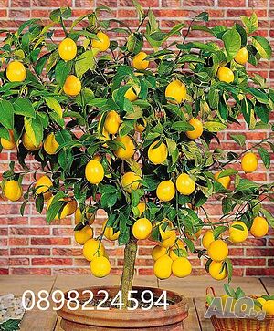 image_13