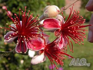 image_4