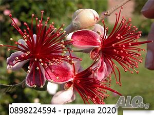 Фейхоа, Ананасова Гуава