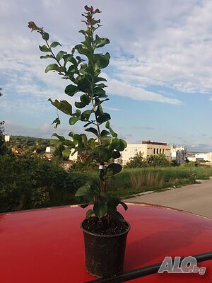 image_7