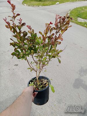 image_9