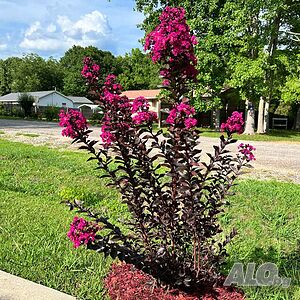 image_12