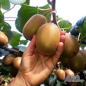 image_7
