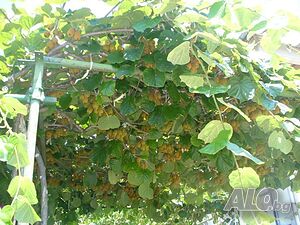 image_12