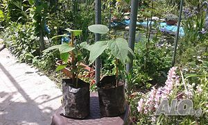 image_13