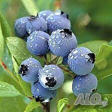 Вечно зелена боровинка - Съншайн Блу Blueberry Sunshine blue