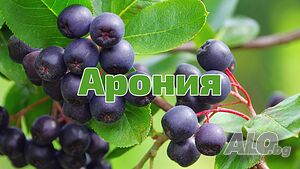 Арония - Растение Цена за 1бр 9лв При покупка на 3 броя 1 брой подарък.