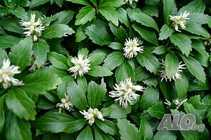 Pachysandra terminalis - Пахисандра