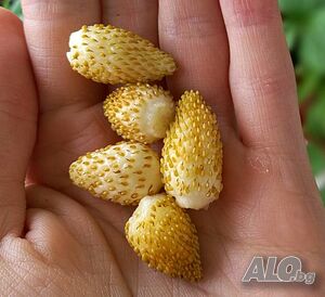 Бяла ягода (Alpine strawberry yellow)