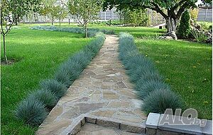 Фестука, синя трева / Festuca glauca Студоустойчиво
