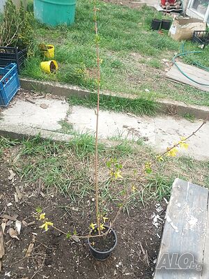 image_6
