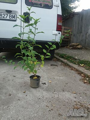 image_9