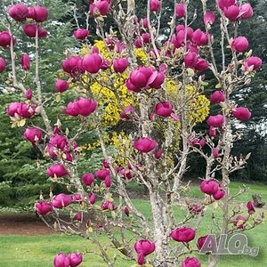 Магнолия “Черно Лале” / Magnolia “Black Tulip