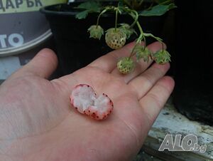 image_9