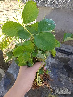 image_11