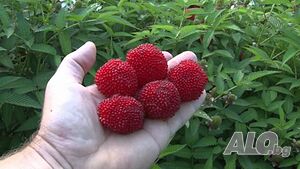 Розолистна малина Мяо Мяо( Rubus rosaefolius) И Ягодо малина (Астерик)