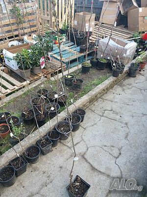 image_4