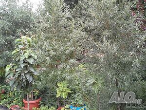 image_6