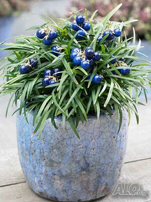 Офиопогон, Японска Момина сълза (Ophiopogon)