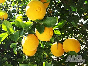 Poncirus trifoliata / Див лимон