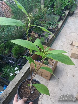 image_4