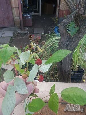 image_7
