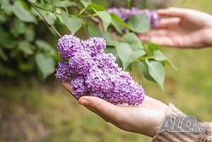 Люляк / Lilac