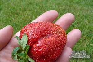 image_3