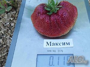 image_4