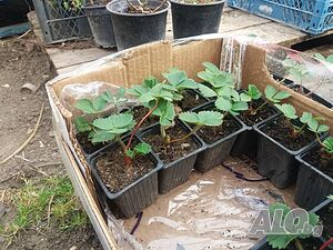 image_5