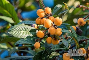Японска мушмула (Eriobotrya japonica, Loquat)