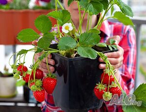 Ягоди сорт Азия и Клери Промоция!! При покупка на 5бр 1бр подарък