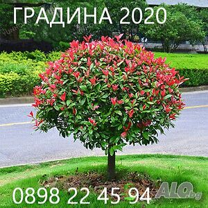 Фотиния - Налични 2 вида