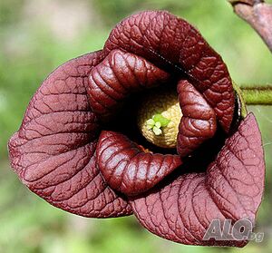 Asimina triloba, Асимина, Пау-пау, Индиански банан