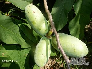 image_6