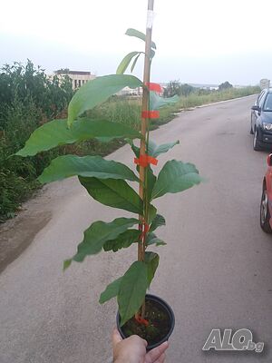 image_11