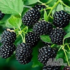 Къпина хималая  (Rubus Himalaya)