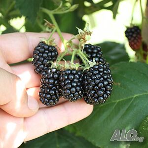 Къпина Блек Сатин -Rubus Fruticosus Black Satin