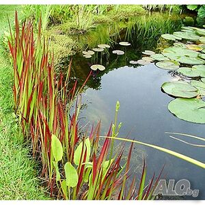 Императа / Imperata cylindrica