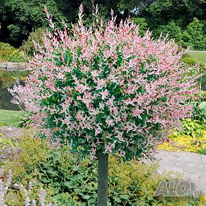 Японска върба Salix Hakuro Nishiki - Фламинго