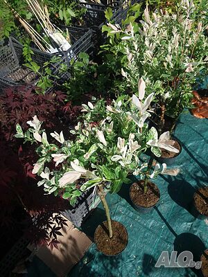 image_7