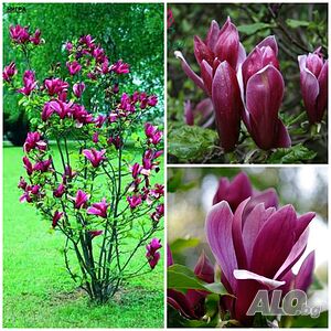 Манолия нигра - Magnolia Liliiflora Nigra