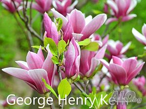 Магнолия - Magnolia НАЛИЧНИ 21 ВИДА Студоустoйчиви